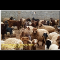 17677 07 088 Bagdad Cafe Palmyra Syrien 2011.jpg